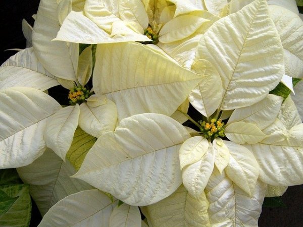 white-poinsettia-18100_640