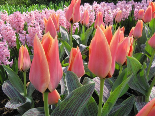 Keukenhof_081