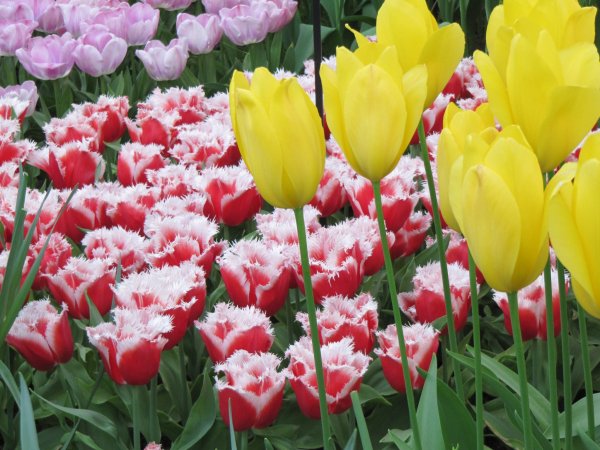 Keukenhof_205