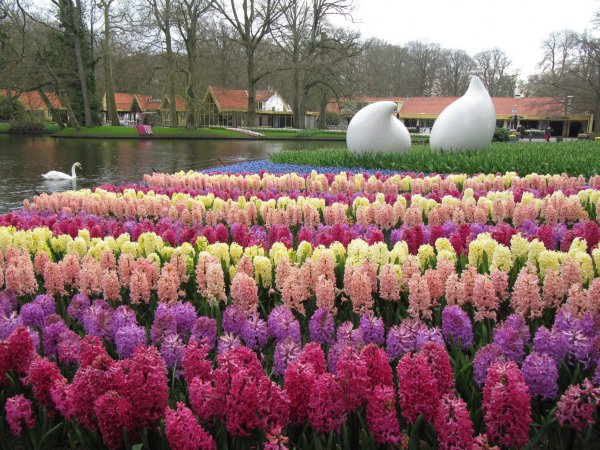 Keukenhof_228