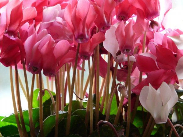 cyclamen-11290_1280