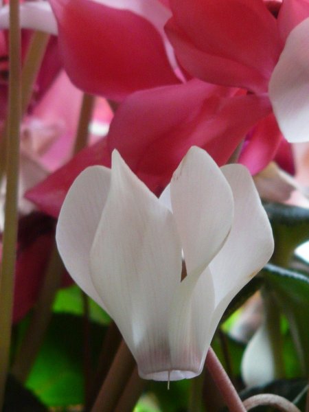 cyclamen-11291_1280