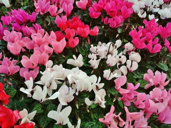 cyclamen-480477_1280