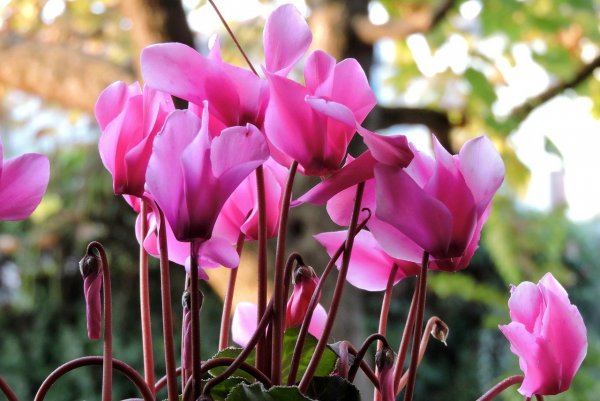 cyclamen-511688_1280
