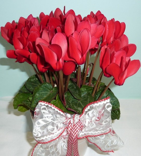 cyclamen-581962_1280