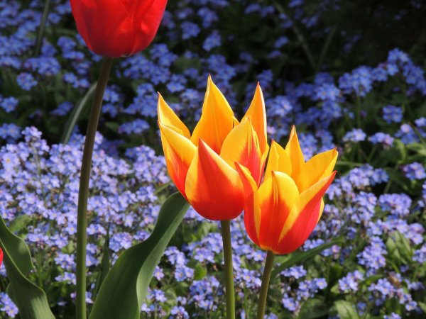 tulips-337750_1280