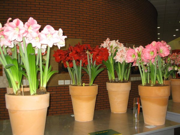 07Keukenhof0032