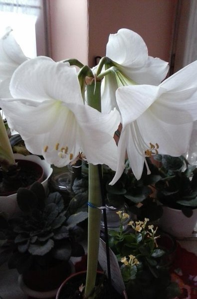 Bednárik Suta Magdolna