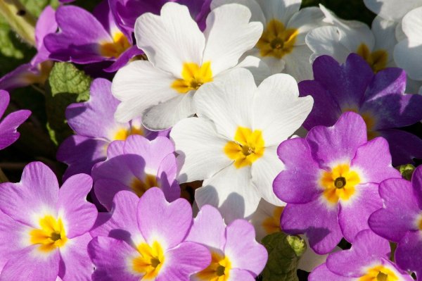 primroses-290840_1280