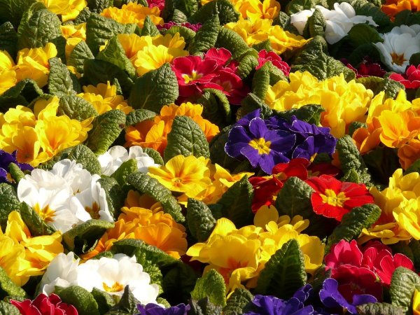 primroses-5781_1280