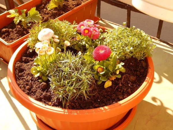 Kovács-Beszedics Zita