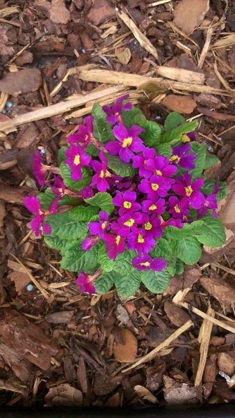 Szalainé Boglárka4