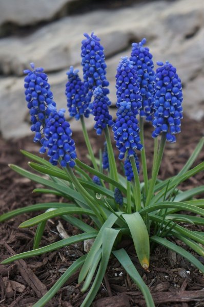 muscari2