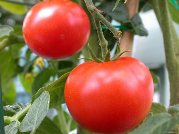 paradicsom2