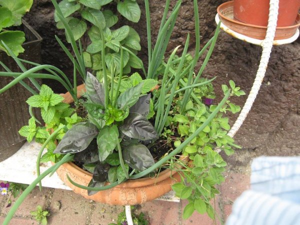 Szem Lászlóné Rózsika