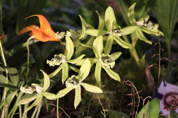 Ocrhidea15_043