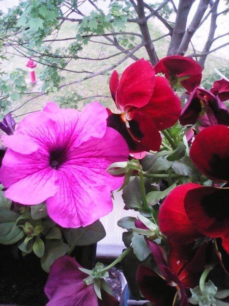 Mitre Orosz Gabriella