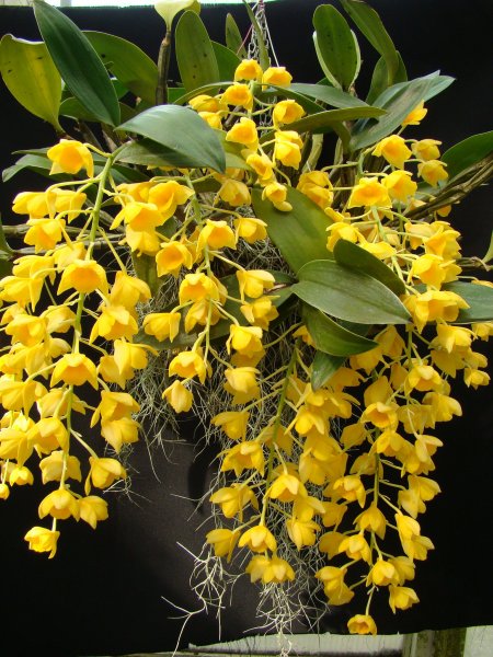 dendrobium-drifithianum-1994