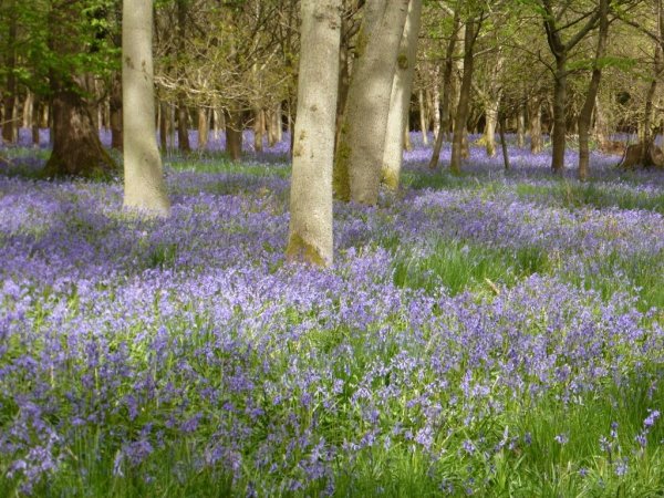 Bluebells10