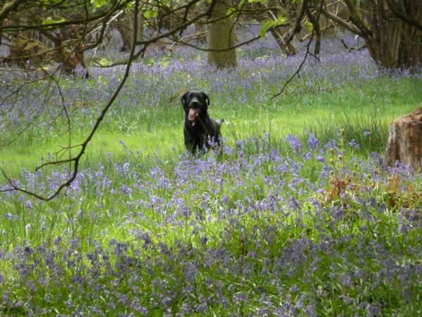 Bluebells11