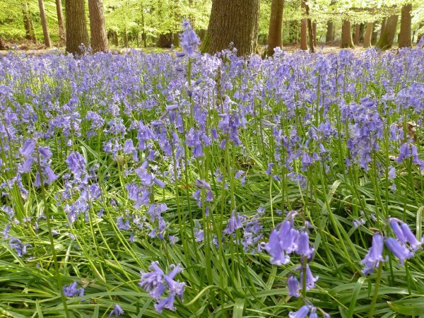 Bluebells3