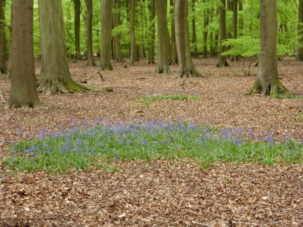 Bluebells4