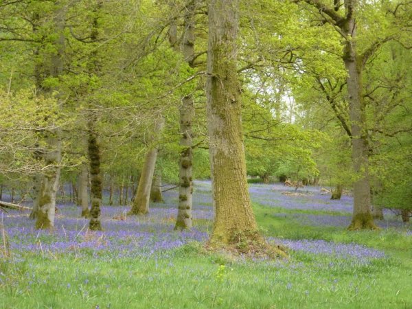 Bluebells9