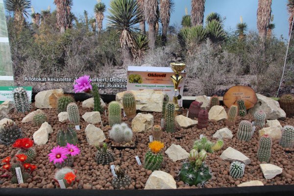Kaktusz15_056