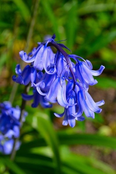bluebells