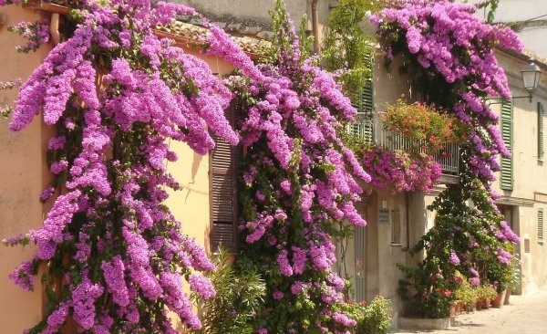 bougainvillea-77144_1280