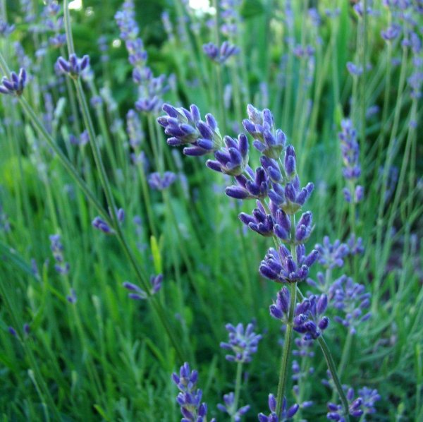 lavender-739778_1280