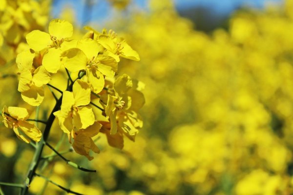 oilseed-rape-761439_1280