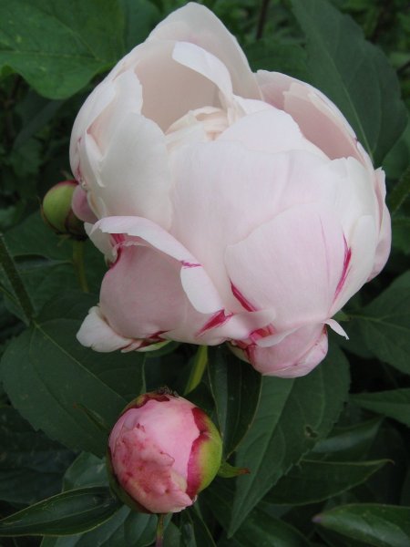 peonia3