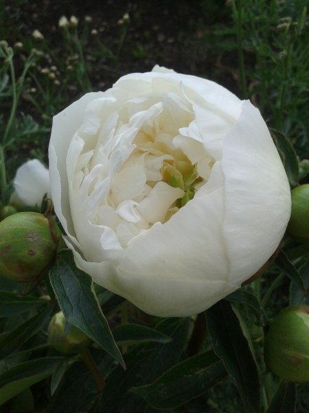 peonia4