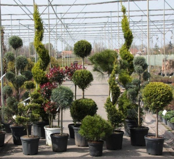 Juniperus-parkerdészet