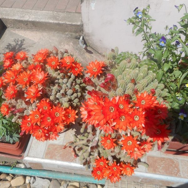 kaktusz Szem Lászlkóné Rózsika