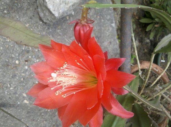 kaktusz_Kozma Magdolna1