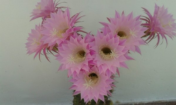 kaktusz_Váradi Juci