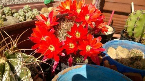 kaktusz_kocsik lászló