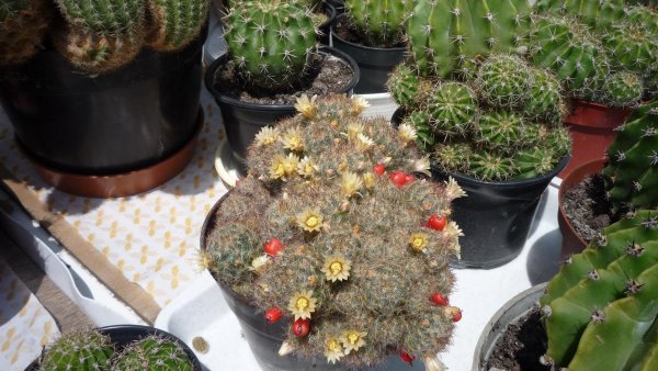 kaktusz_lekrinszkiné Huszka Mária