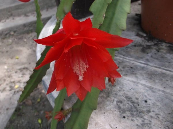 kaktusz_pákozdi Vilma