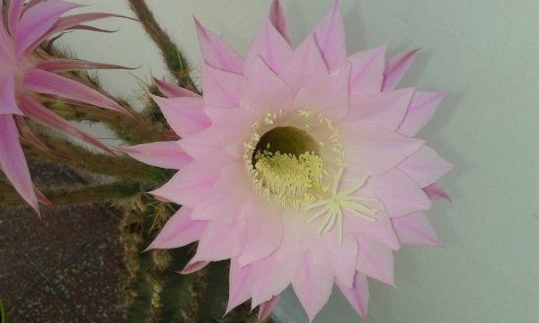 kaktusz_váradi Juci1