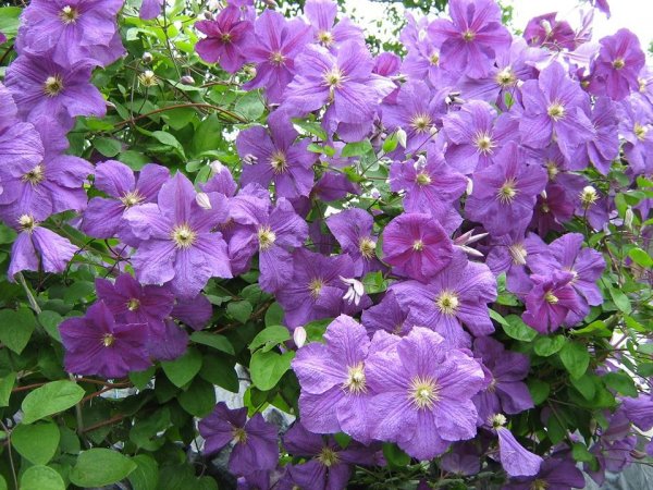 klemátisz_Bódisné Márta