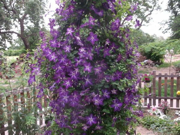 klemátisz_Pozsgai Tivadarné Judit