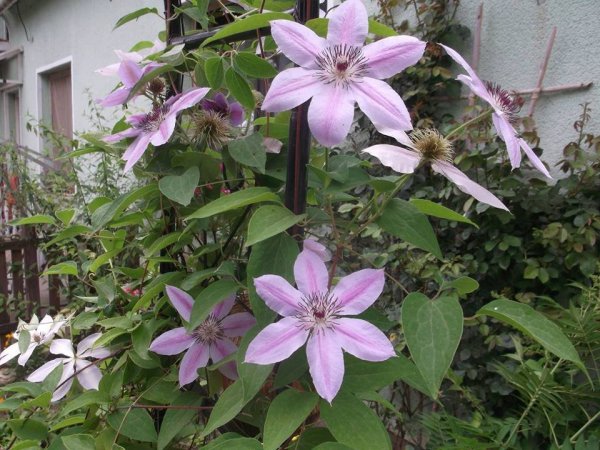 klemátisz_Pozsgai Tivadarné Judit2