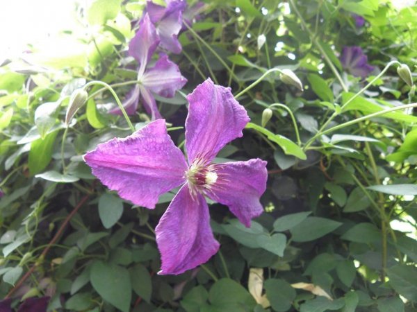 klemátisz_Takács Ildikó