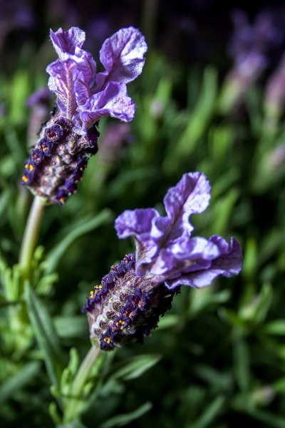 lavender-660176_1280
