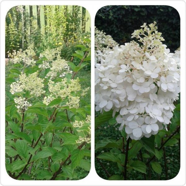 hortenzia_Bálintné_Cseke Edit