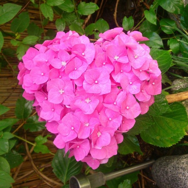 hortenzia_czeróczki Díszfaiskola