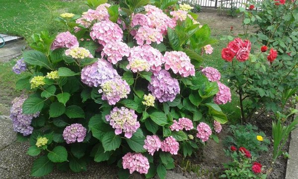 hortenzia_hidasi Márta Anna